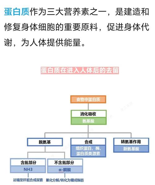 驅(qū)動蛋白和動力蛋白，驅(qū)動蛋白運輸什么